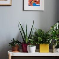 HOME AND GARDEN